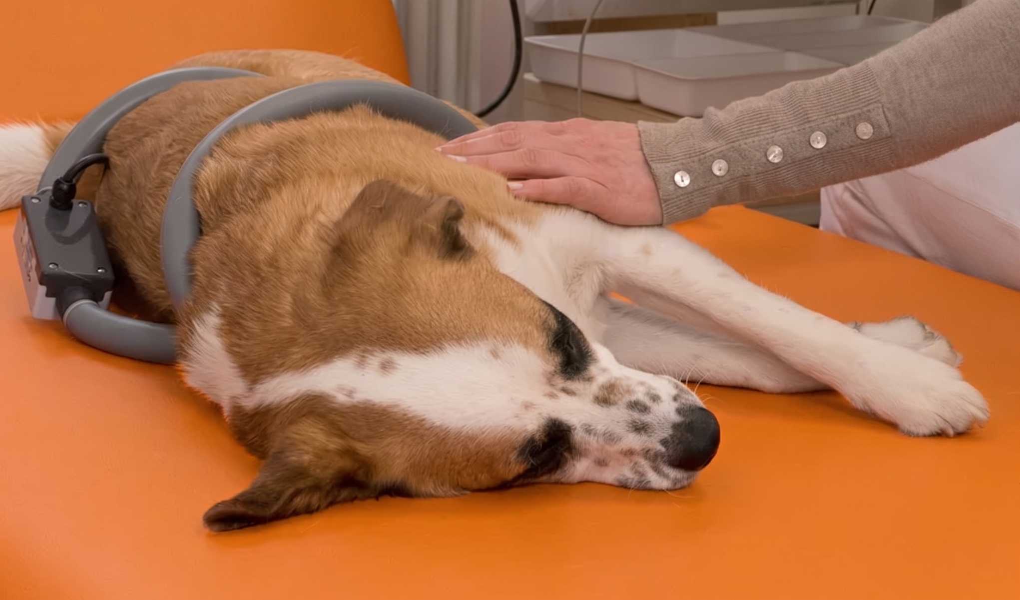 Magnetfeldtherapie für Tiere in der Tierarztpraxis vet4balance in Arnsberg